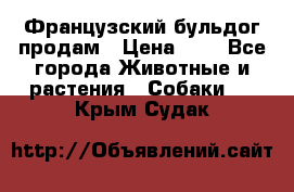 Французский бульдог продам › Цена ­ 1 - Все города Животные и растения » Собаки   . Крым,Судак